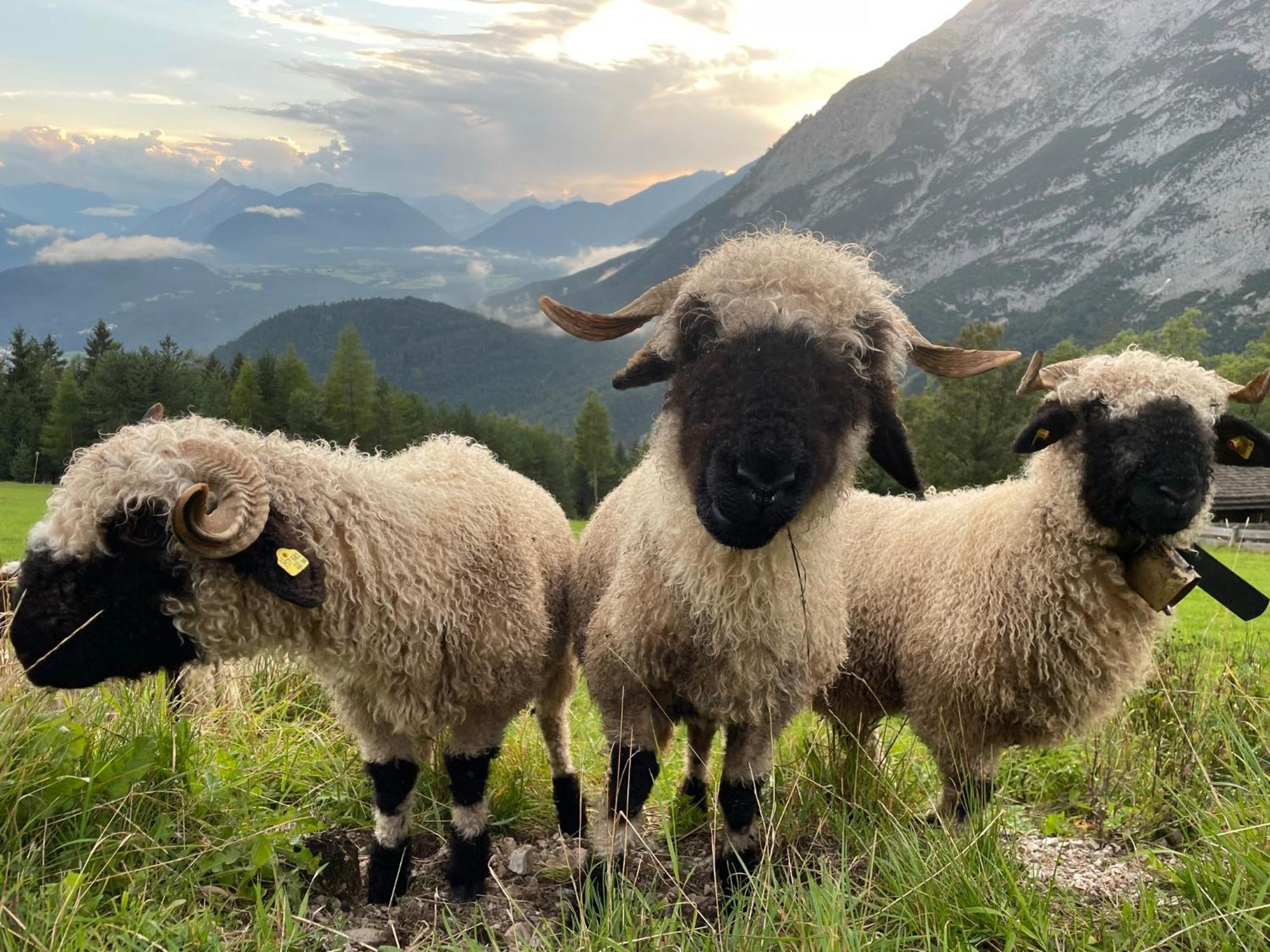 Antoni Apartements Seefeld in Tirol Kültér fotó
